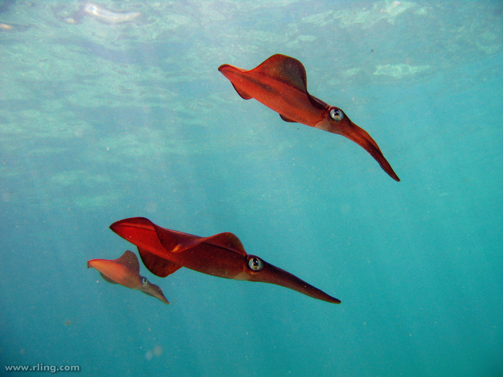 Southern Calamari Squid - Richard Ling - https://www.flickr.com/photos/rling/2326888365